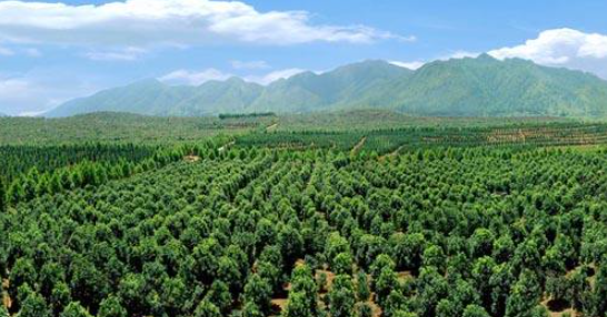 林木苗圃綜合經(jīng)營管理研究