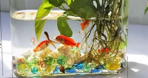 水培植物根系誘導研究現狀